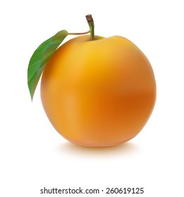 Vector illustration. Apricots with leaves.eps 10