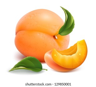 Vector illustration. Apricots with leaves.