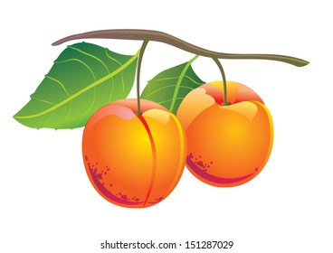 Vector illustration. Apricots with leaves.