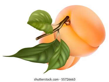 Vector illustration. Apricots with leaves.