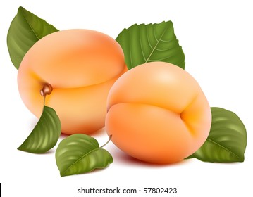 Vector illustration. Apricots with leaves.