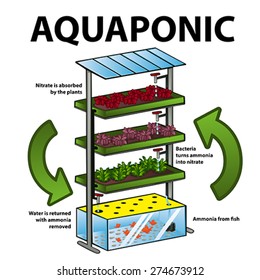 A vector illustration of aquaponic system