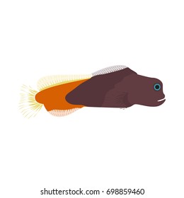 Vector illustration of aquarium fish. Colorful flat design. Isolated on white background.