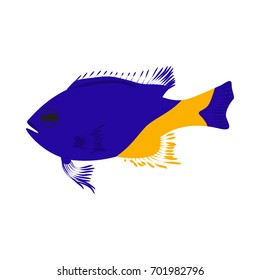 Vector illustration of aquarium fish. Colorful flat design. Isolated on white background.