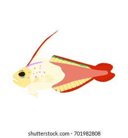 Vector illustration of aquarium fish. Colorful flat design. Isolated on white background.