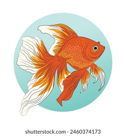 Vector illustration of aquarium goldfish in realistic style.