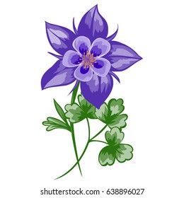 Vector illustration of aquilegia