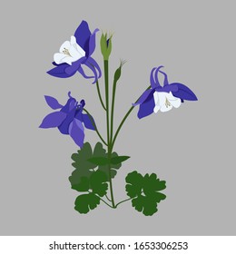 Vector illustration. Aquilegia (columbine) - medicinal plant on a isolated background. Template for postcard, packaging, web design.