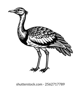 Vector illustration of a Arabian bustard white background. 