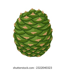 Ilustración vectorial, Araucaria bidwillii, comúnmente conocida como pino bunya, bunya-bunya, o rompecabezas de mono, aislada en fondo blanco.