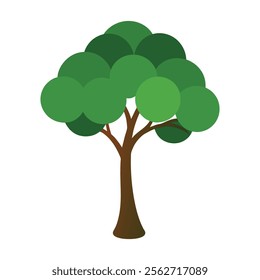 Vector illustration of a arbol eucalipto white background. 