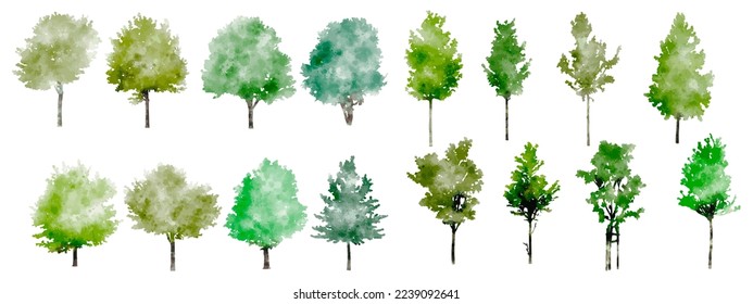 Vector illustration of an architectural tree for landscape design in a watercolor style