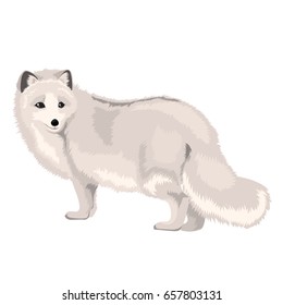 Vector Illustration Arctic Fox