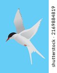 A vector illustration of a Arctic tern. The bird is flying in the air and both its wings are raised. The bird is looking to the left. Blue background.