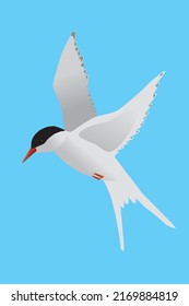 A vector illustration of a Arctic tern. The bird is flying in the air and both its wings are raised. The bird is looking to the left. Blue background.