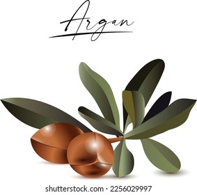 Ilustración vectorial de un argán, hecho en un estilo realista. Frutas en una rama. Objetos aislados sobre fondo blanco