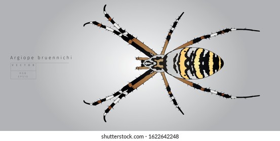 Vector illustration. Argiope bruennichi, garden spider.