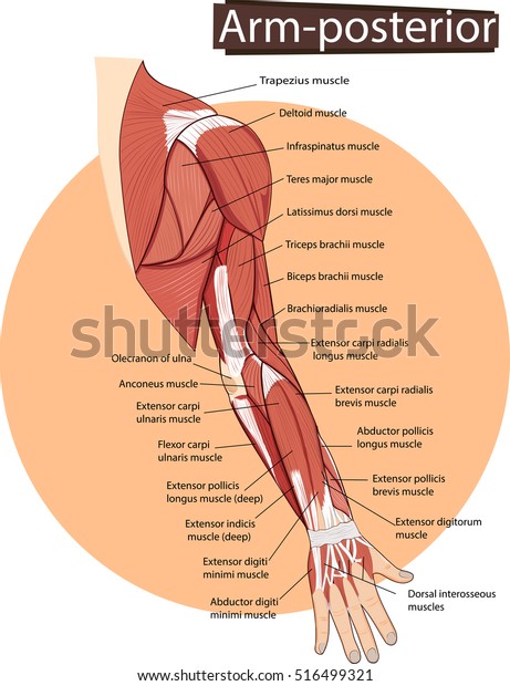 Arm Anatomy Images Stock Photos Vectors Shutterstock