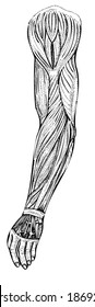 Vector illustration. Arm muscle anatomy. Hand drawn pen and ink style scientific diagram. Medical illustration. Human body infographic or design element. 