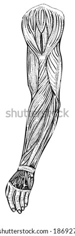 Vector illustration. Arm muscle anatomy. Hand drawn pen and ink style scientific diagram. Medical illustration. Human body infographic or design element. 