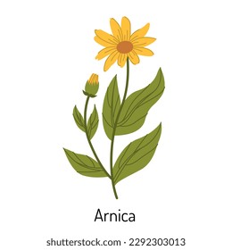 Vektorgrafik von Arnica-Gras. Eine Blume mit Blättern, Knospen und Ästen. Die gelbe Sonnenblumenfamilie ist ein botanischer Bestandteil der medizinischen Aromatherapie