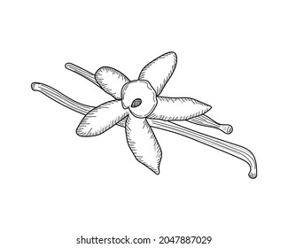 Ilustración vectorial palos aromáticos de vainilla e icono de flores en silueta sobre un fondo blanco.