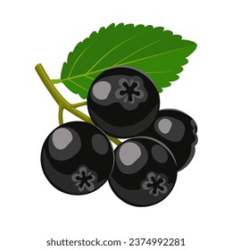 Vector illustration, Aronia or chokeberry, isolated on white background.