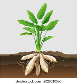 Vector Illustration Of Arrowroot Plant.