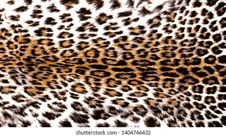 Vector Illustration Art of Leopard Panther (Panthera Pardus Linnaeus ) Skin / Pelt for Background, Backdrop or Wallpaper.