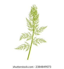 Ilustración vectorial, Artemisia abrotanum, madera meridional o madera de gusano meridional, aislada sobre fondo blanco.