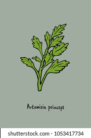 Vector Illustration. Artemisia Princeps (mugwort) Illustration With Color.