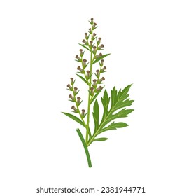 Vector illustration, Artemisia vulgaris, or common mugwort, isolated on white background.