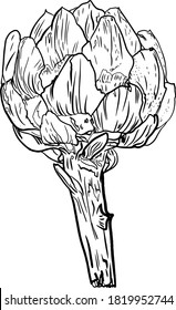 Vector illustration of artichoke in line isolated on a white background for printing on paper, clothes, logo, coloring, blank for designers