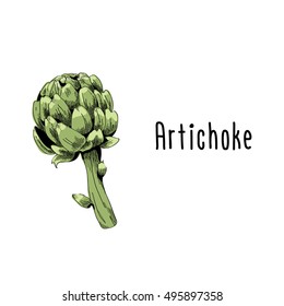 Vector illustration of Artichoke on white background