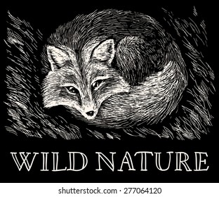 Vector illustration. Artistic drawing of cute fox lying on the grass on scratchboard. White scratches on black background. Wild nature. With handwritten text