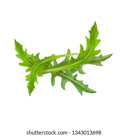 Vector illustration of arugula