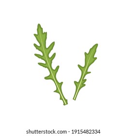 Vector illustration of arugula. Green leaves. Isolated from background