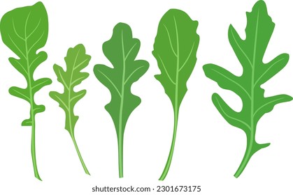 Vector Illustration of Arugula Rocket Rucola Fresh Salad Green