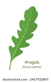 Vector illustration of Arugula with a scientific name, Leaf plant isolated color on a white background. Rucola Arugula green herb, icon flat vector. 