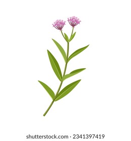 Vector illustration, Asclepias incarnata or Swamp Milkweed, isolated on white background.