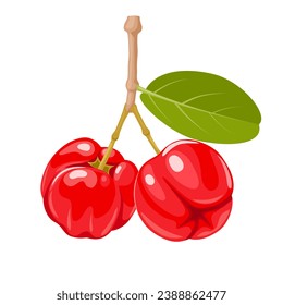 Vector illustration, Aserola or Barbados cherry, scientific name Malpighia emarginata, isolated on white background.