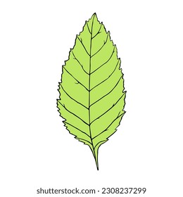 Ilustración vectorial de la hoja de ceniza al estilo de las caricaturas. Elemento aislado colorido para el diseño gráfico
