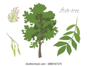 Vector illustration of Ash tree and its parts.