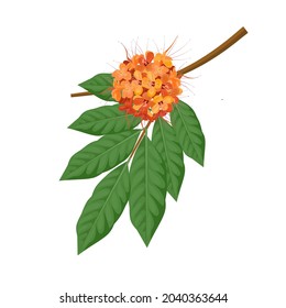 Vector illustration, Ashoka flower (Saraca Indica), also known as asoca, an ayurvedic medicinal herb.