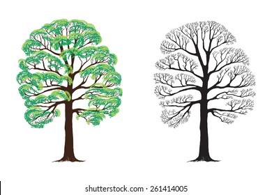 Vector illustration of an ash-tree in different seasons.