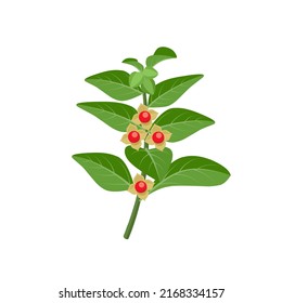 Vector illustration of Ashwagandha or Withania somnifera, also known as Indian ginseng, isolated on white background.