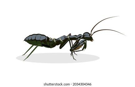 Vector illustration
Asian Ant mantis or Odontomantis planiceps, isolated on white background.