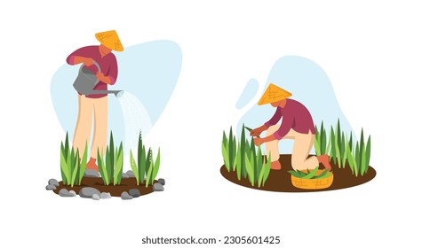 Vector illustration of an Asian farmer taking care of plants. Cartoon scene with Asian farmer in conical straw hat watering and harvesting crops isolated on white background.