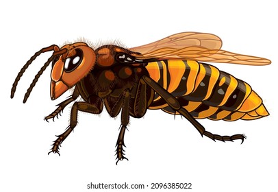 Vector illustration of Asian giant hornet or species of Vespa mandarinia, huge predator, murder hornets, murder wasp, isolated on white background,Life of invasive and ferocious insects Concept.