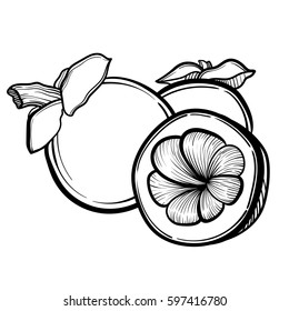 Vector illustration with Asian mangosteen fruit. Tattoo art.